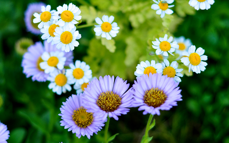 Tiny Flowers - white, purple, tiny, pretty, flowers