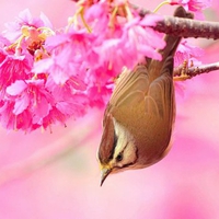 Beautiful bird in spring