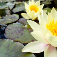 Pond Lillies