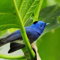 Blue bird