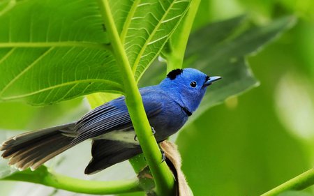 Blue bird - life, forest, bird, blue