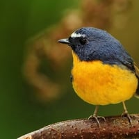 Yellow belly bird