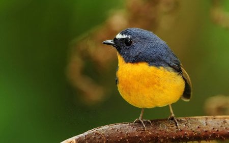 Yellow belly bird - life, forest, yellow, bird