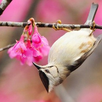 Spring flowers and bird