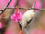 Spring flowers and bird