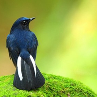 Beautiful tail bird