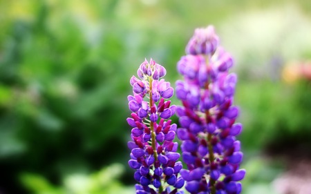 Purple Flowers - green, purple, flowers, tall