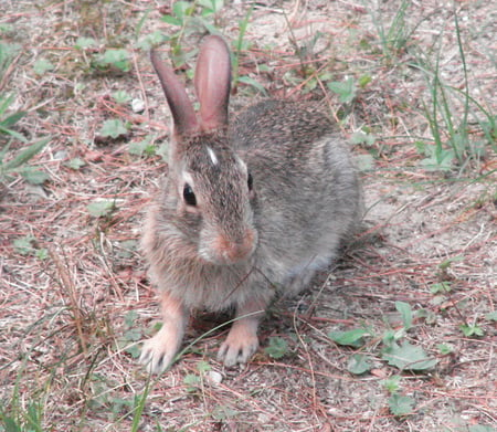 Bunny - cute, rabbit, bunny, other