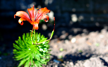 Red Lilly - lilly, red, green, beautiful