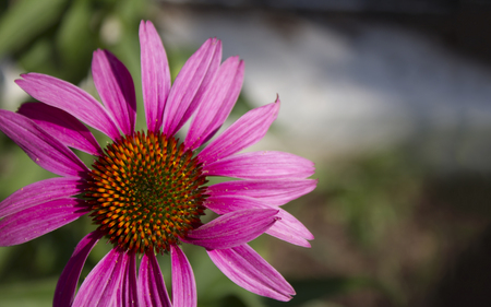 Purple Flower - pretty, purple, beautiful, flower, petals