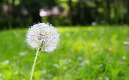 Make a Wish.. - wish, dandelion, white, fluff