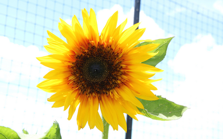 Sunflower - sunflower, yellow, beautiful, bright, flower