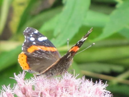 Butterfly - bugs, nature, beauty, butterfly