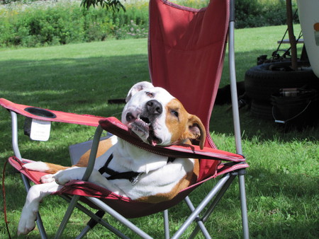 Swiper Smiling - pit bull, dog, animal, smiling