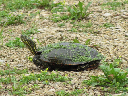 Turtle - animal, nature, turtle, crawling