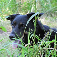 Harley Hiding