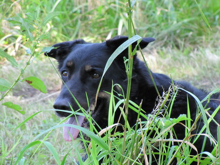 Harley Hiding - dogs, nature, harley, animals