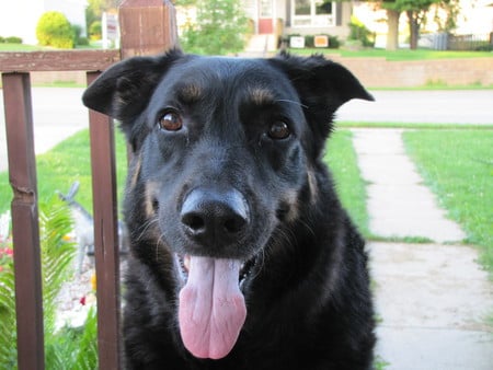 Happy Harley - dogs, harley, animals, happy