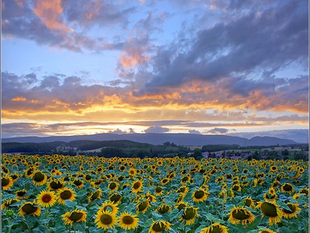 Sun Flowers - sun flowers, sunset, picture, beautiful