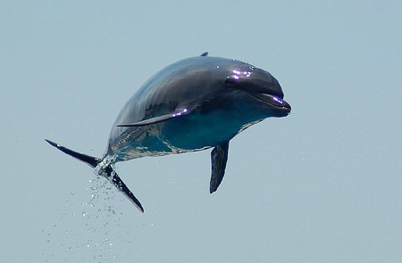 Dolphin in Air - picture, in air, cool, dolphin