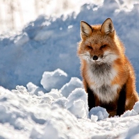 Red-Fox
