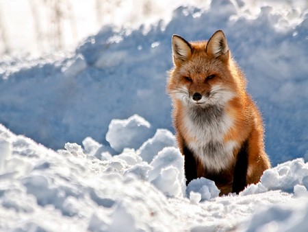 Red-Fox - fox, picture, cool, red