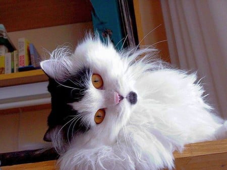 Beautiful Cat - picture, cat, cool, beautiful