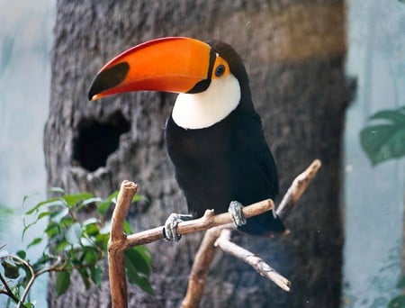 Toucan Bird - bird, picture, toucan, beautiful