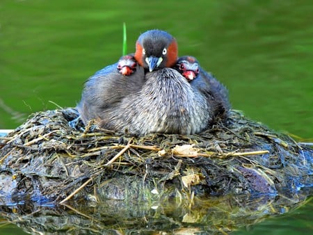 Bird w Chicks - beautiful, in nest, bird w chicks, picture