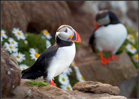 Puffin Bird - beautiful, puffin, bird, picture