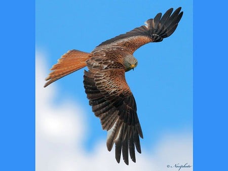 Flying Falcon - flying, picture, falcon, beautiful