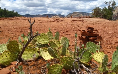 Sedona - cactus, trees, overcast, mountains, prickly, rocks, clouds, red, colors