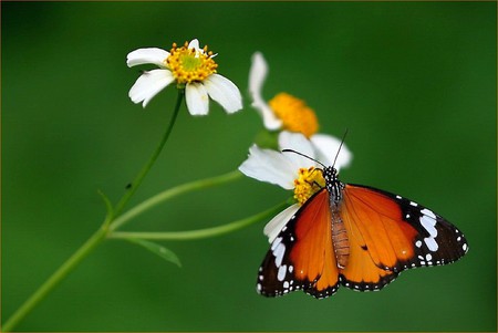 Butterfly on Flower - beautiful, on flower, butterfly, picture