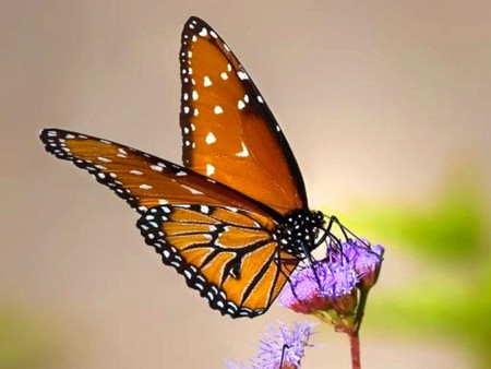 Butterfly on Flower - butterfly, on flower, picture, beautiful