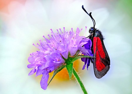 Moth on Flower - beautiful, flower, moth, picture