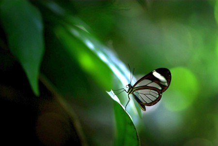 Transparent Butterfly - transparent, butterfly, cool, picture