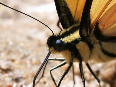 Up close - yellow and black, swallowtail, legs, eyes, antennae