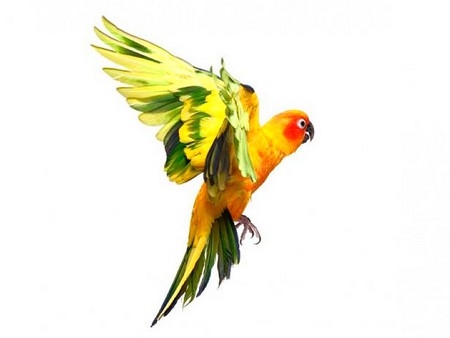 Flying Parrot - flying, parrot, picture, beautiful