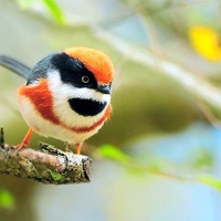 Colorful Bird