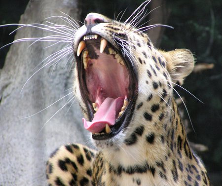 Amur Leopard - good, morning, amur, leopard