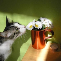 It's not cat nip