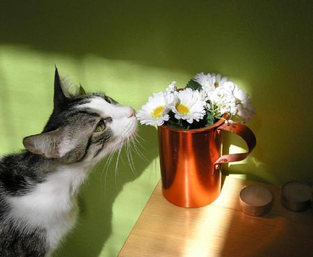 It's not cat nip - daisies, grey, white, container, cat, sniffing