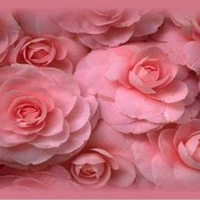 Roses of softness