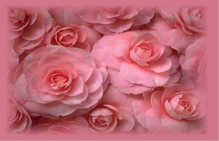 Roses of softness - flowers, roses, pink, edged