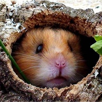 Hamster in a log