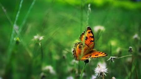 Butterfly - cannon, green, butterfly, grass, orange