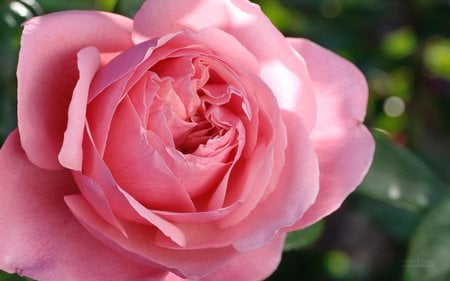 Pink Rose - closeup, rose, flower, pink