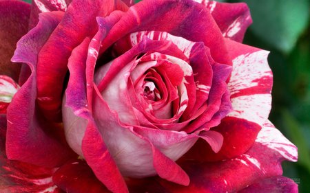 Julio Iglesias - julio iglesias, rose, deep pink, flower