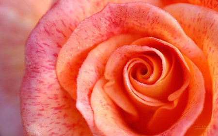 Apricot pink rose - closeup, pink, apricot, rose, flower