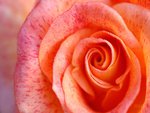 Apricot pink rose